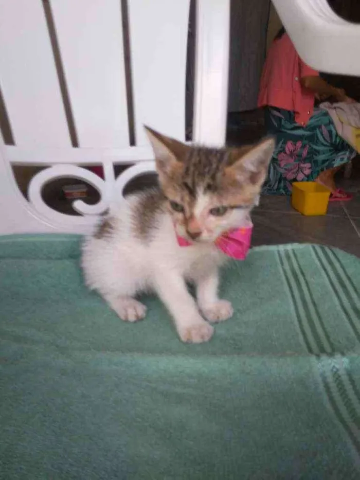 Gato ra a Comum idade 2 a 6 meses nome Amora