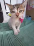 Amora