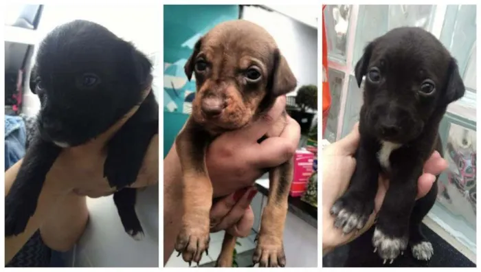 Cachorro ra a SRD-ViraLata idade Abaixo de 2 meses nome Bebês