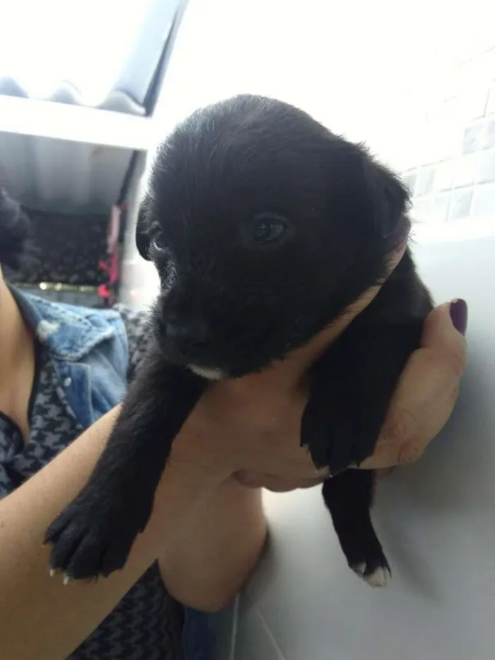 Cachorro ra a SRD-ViraLata idade Abaixo de 2 meses nome Bebês