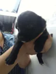 Bebês