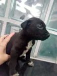 Bebês