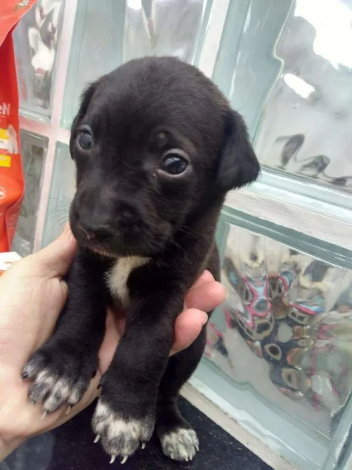 Cachorro ra a SRD-ViraLata idade Abaixo de 2 meses nome Bebês