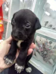 Bebês