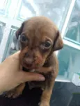 Bebês