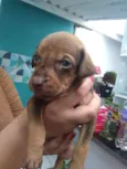 Bebês
