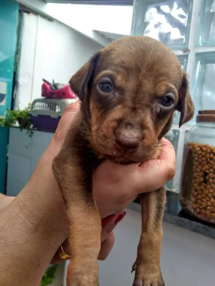Cachorro ra a SRD-ViraLata idade Abaixo de 2 meses nome Bebês