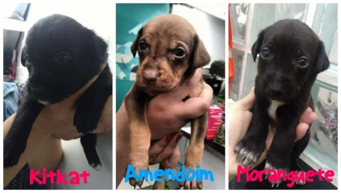Cachorro ra a SRD-ViraLata idade Abaixo de 2 meses nome Bebês