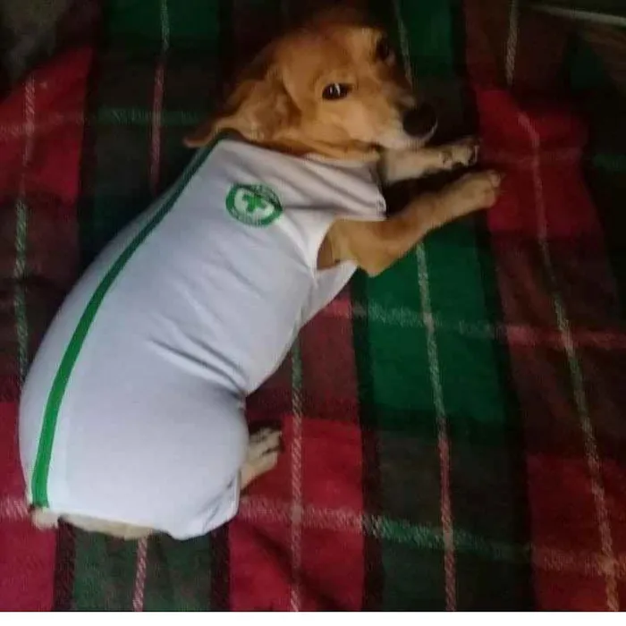 Cachorro ra a SRD idade 1 ano nome Fofolete