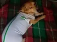 Fofolete