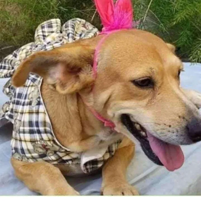 Cachorro ra a SRD idade 1 ano nome Fofolete