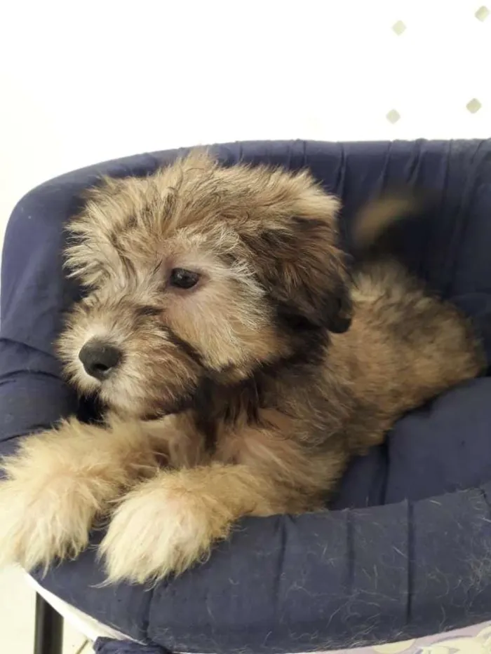 Cachorro raça SRD-ViraLata idade 2 a 6 meses nome BIDU