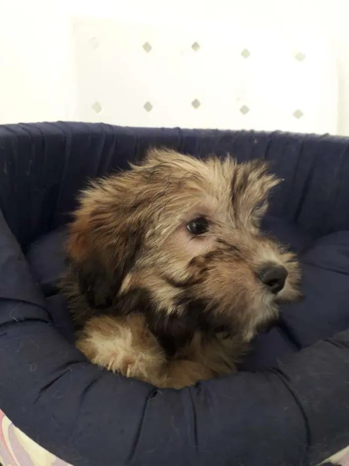 Cachorro raça SRD-ViraLata idade 2 a 6 meses nome BIDU