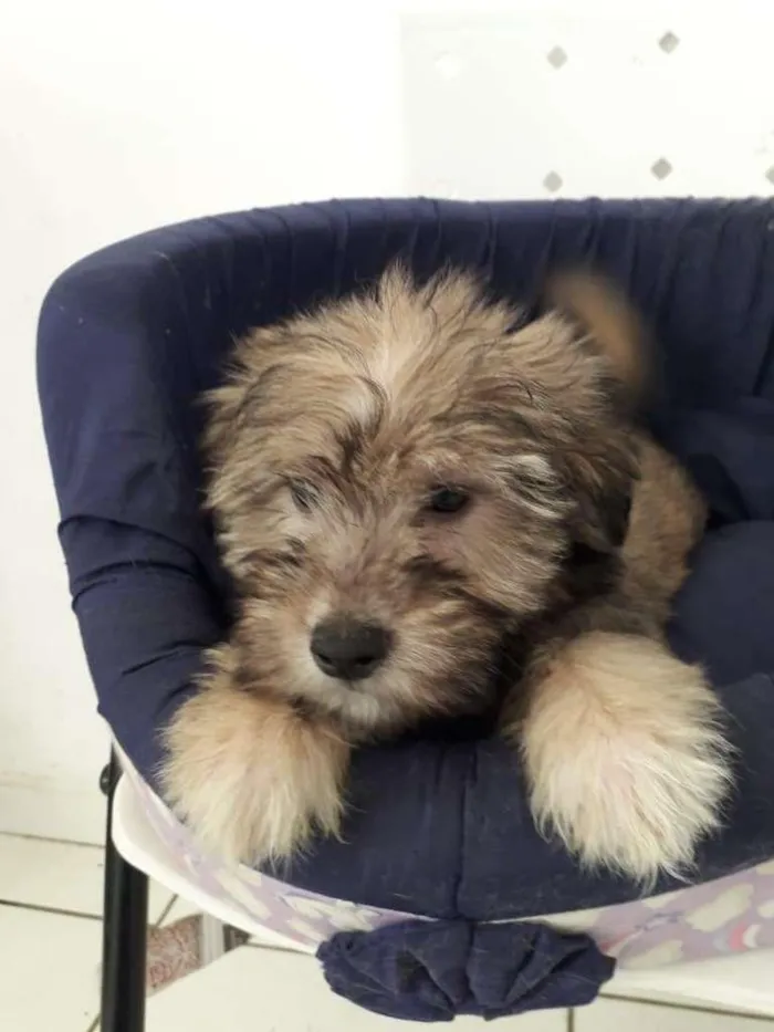 Cachorro raça SRD-ViraLata idade 2 a 6 meses nome BIDU