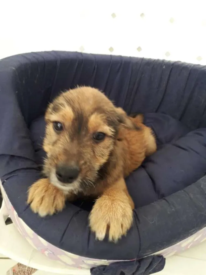 Cachorro raça SRD-ViraLata idade  nome ROMEU