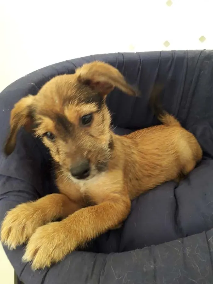 Cachorro raça SRD-ViraLata idade  nome ROMEU