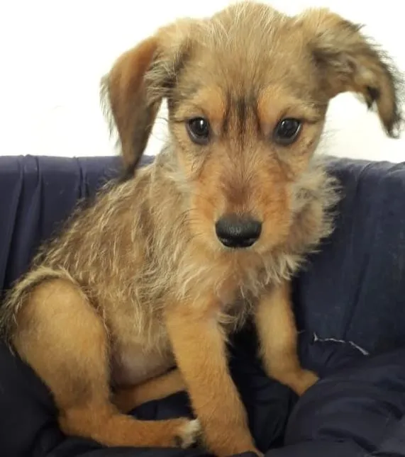 Cachorro raça SRD-ViraLata idade 2 a 6 meses nome PUCCA