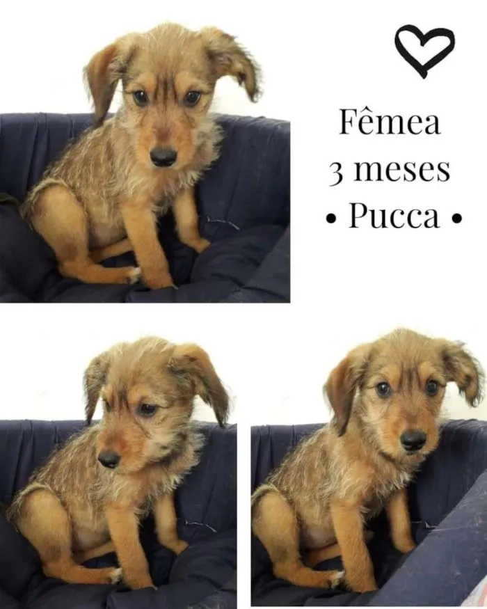 Cachorro ra a SRD-ViraLata idade 2 a 6 meses nome PUCCA