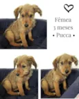 Cachorro raça SRD-ViraLata idade 2 a 6 meses nome PUCCA