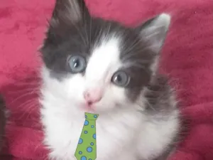 Gato raça SRD  idade Abaixo de 2 meses nome Nick 