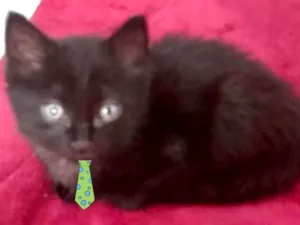 Gato raça SRD idade Abaixo de 2 meses nome Theo 
