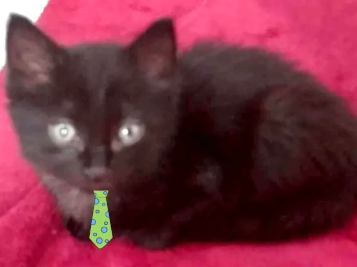 Gato ra a SRD idade Abaixo de 2 meses nome Theo 