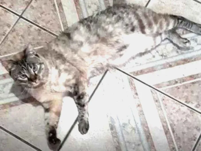 Gato ra a Misturado idade 2 anos nome Bela