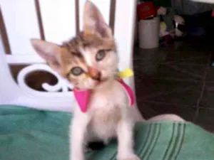 Gato raça Comum idade 2 a 6 meses nome Amora