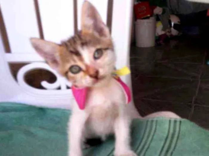 Gato ra a Comum idade 2 a 6 meses nome Amora
