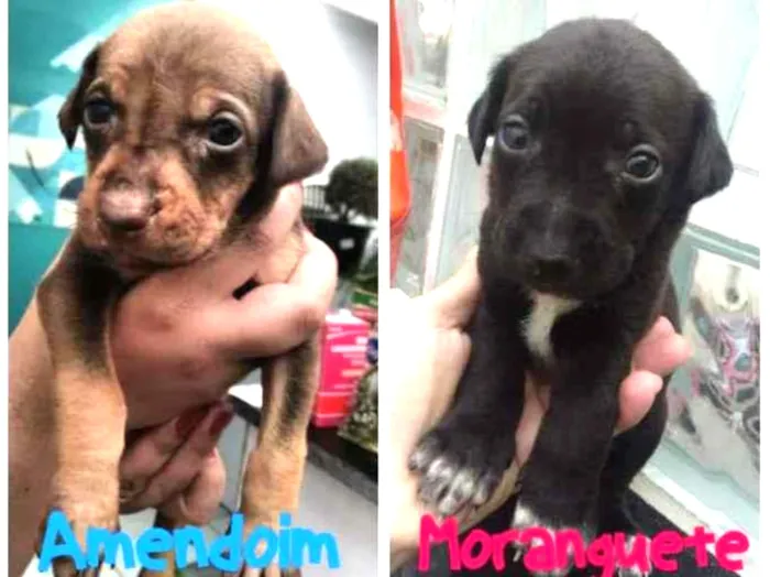 Cachorro ra a SRD-ViraLata idade Abaixo de 2 meses nome Bebês