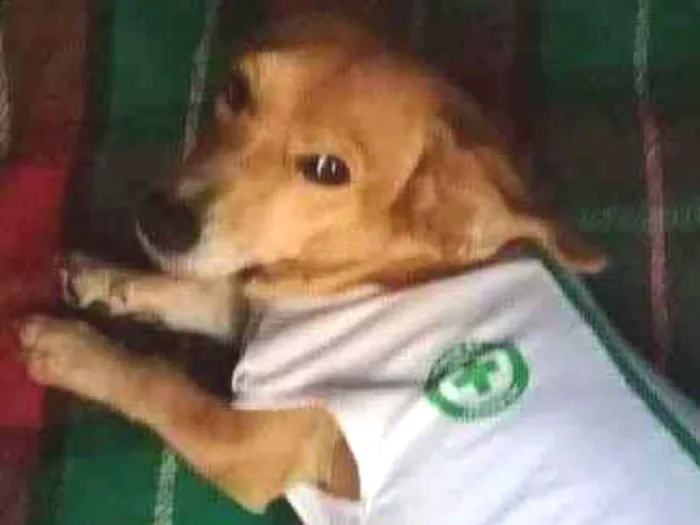 Cachorro ra a SRD idade 1 ano nome Fofolete