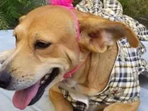 Cachorro raça SRD idade 1 ano nome Fofolete