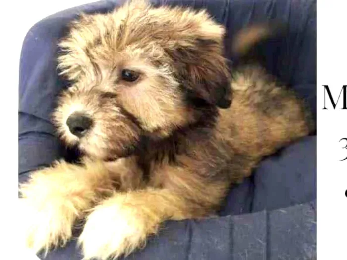 Cachorro raça SRD-ViraLata idade 2 a 6 meses nome BIDU