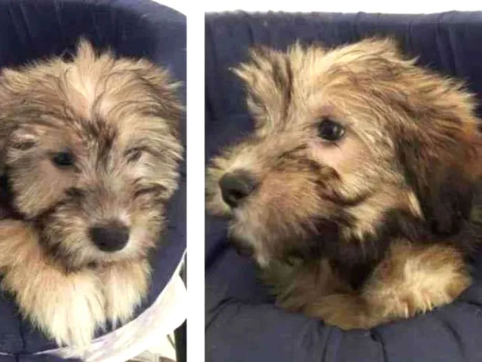 Cachorro raça SRD-ViraLata idade 2 a 6 meses nome BIDU