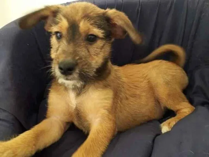 Cachorro raça SRD-ViraLata idade  nome ROMEU