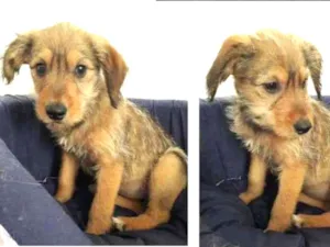 Cachorro raça SRD-ViraLata idade 2 a 6 meses nome PUCCA