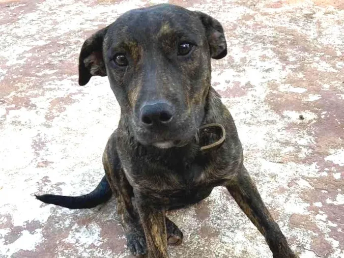 Cachorro ra a Vira lata mistura com fila idade 1 ano nome Sem nome