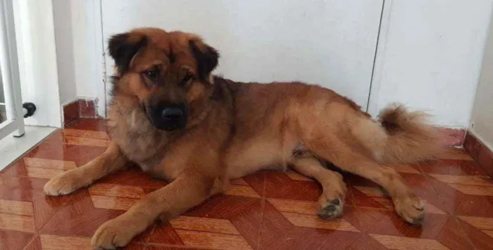 Cachorro ra a Srd idade 3 anos nome Max