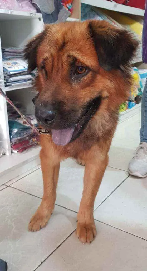 Cachorro ra a Srd idade 3 anos nome Max