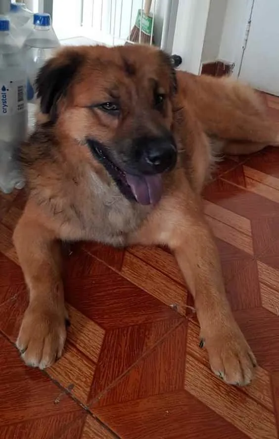 Cachorro ra a Srd idade 3 anos nome Max
