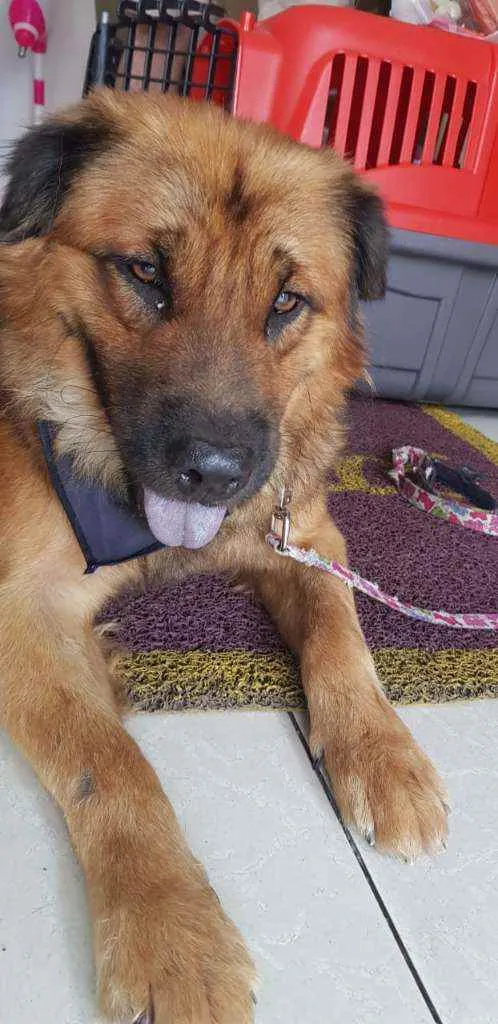Cachorro ra a Srd idade 3 anos nome Max