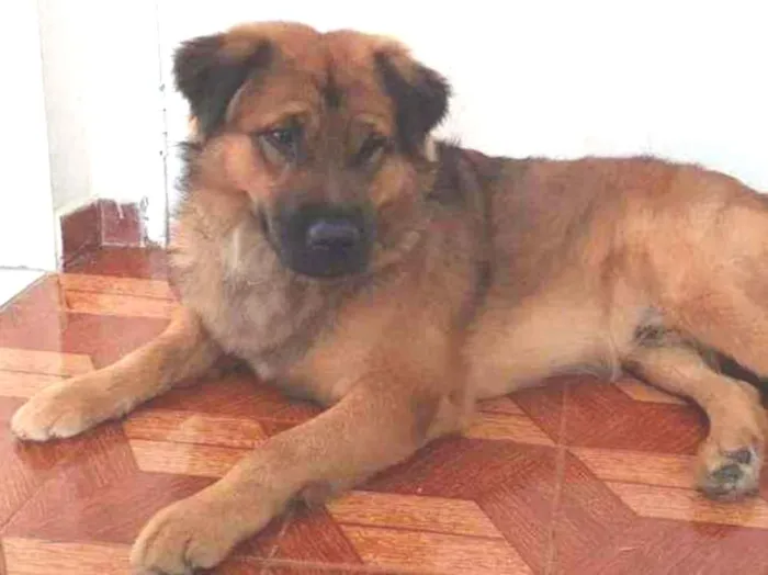 Cachorro ra a Srd idade 3 anos nome Max