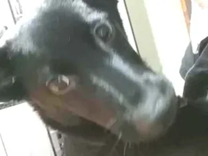 Cachorro raça SRD idade 7 a 11 meses nome Luna