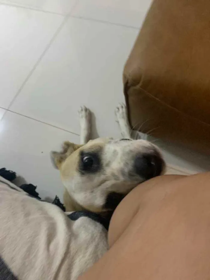 Cachorro ra a Srd idade 7 a 11 meses nome Menina 