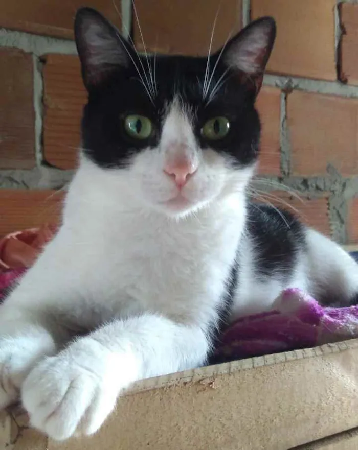 Gato raça SRD idade 1 ano nome Maria 