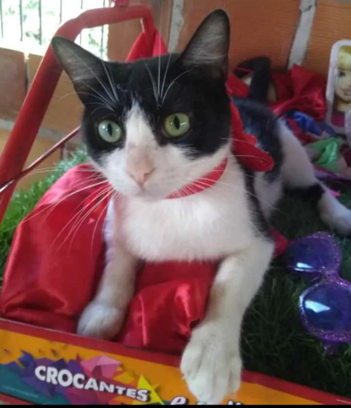 Gato raça SRD idade 1 ano nome Maria 