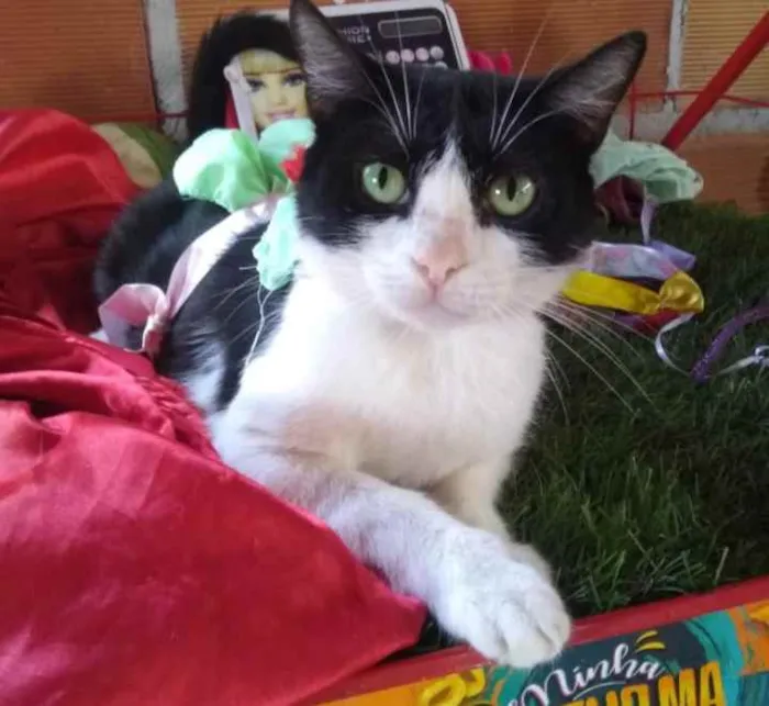 Gato raça SRD idade 1 ano nome Maria 