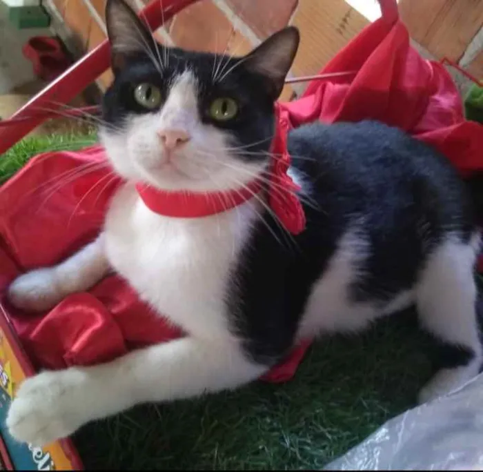 Gato raça SRD idade 1 ano nome Maria 