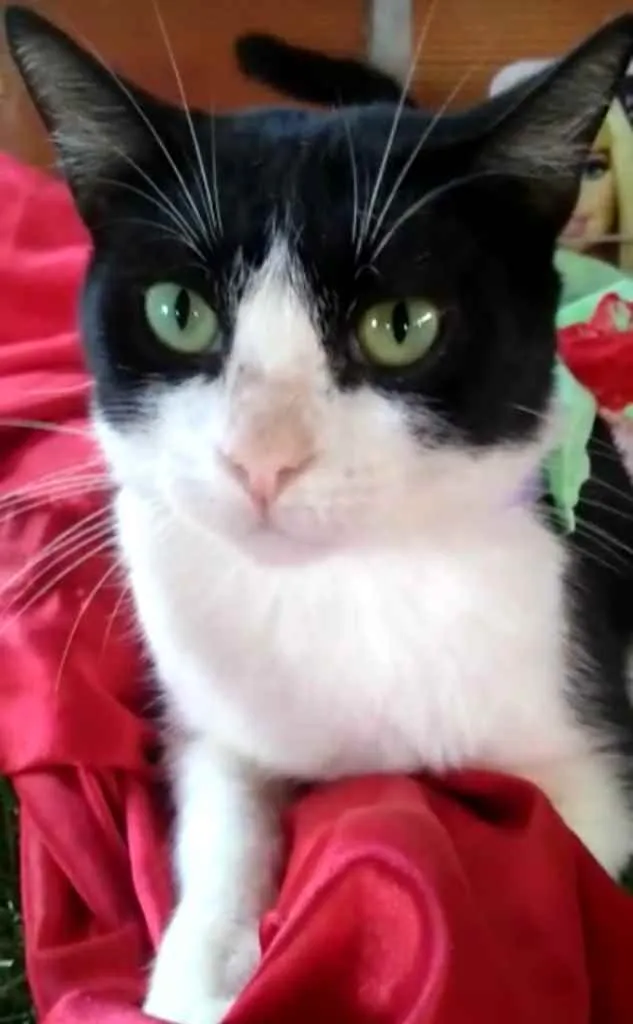 Gato raça SRD idade 1 ano nome Maria 