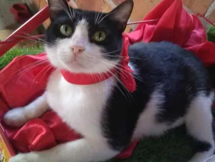 Gato raça SRD idade 1 ano nome Maria 